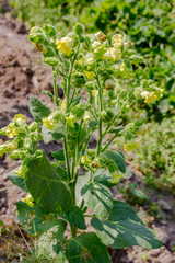 Plant of tobacco with yellow flowers in the garden
