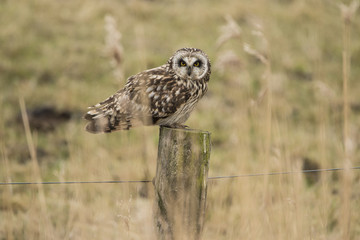 Short-eared owl