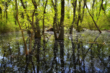 Old Letea Forest, amazing tourist attraction in Danube Delta, Romania