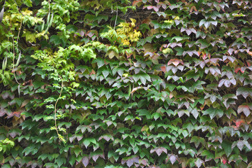 Ivy plant on wall