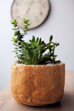pain rassis  recycl&eacute; en pot de fleur par plastification