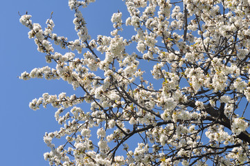 cherry tree flower