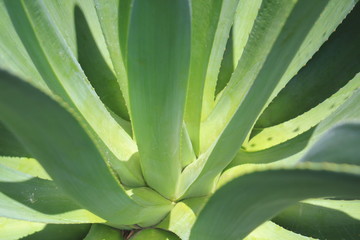 Obraz premium Plantas del desierto. Jardín Botánico. Medellín, Colombia.