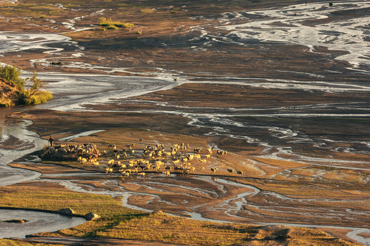 Herd of sheep walking on the shallow river