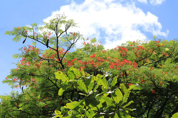 Paisaje con árbol florecido. Jardín Botánico. Medellín, Colombia.