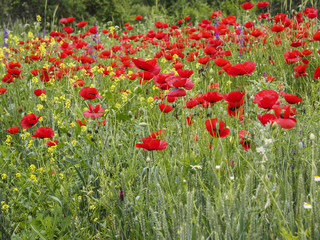 An der Seidenstrasse, wilder Mohn, Armenien, Asien