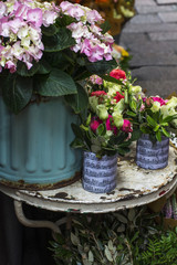 Beautiful flower in pots in the flower shop closeup
