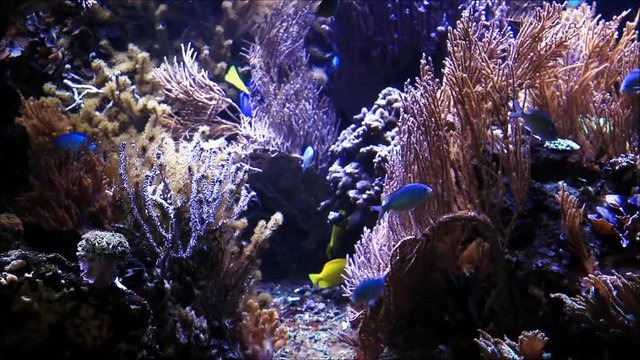 fishes in aquarium with corals
