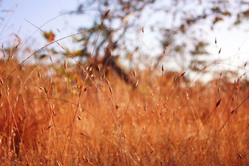 The nature grass flower in sunset before night and blur vintage background.