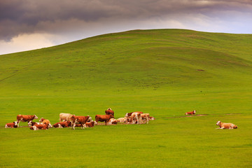 Cow herd grazing in the Mongolian grassland