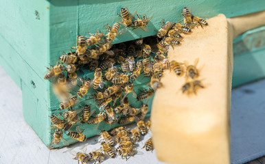 Some hardworking bees in their hive
