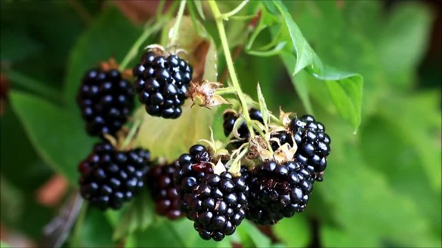 fresh blackberries on bush
