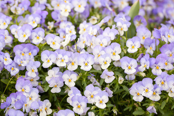 Small nice pansies