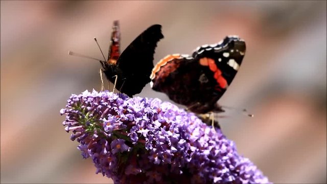 butterflies and bee on purple flower, peacock and admiral
