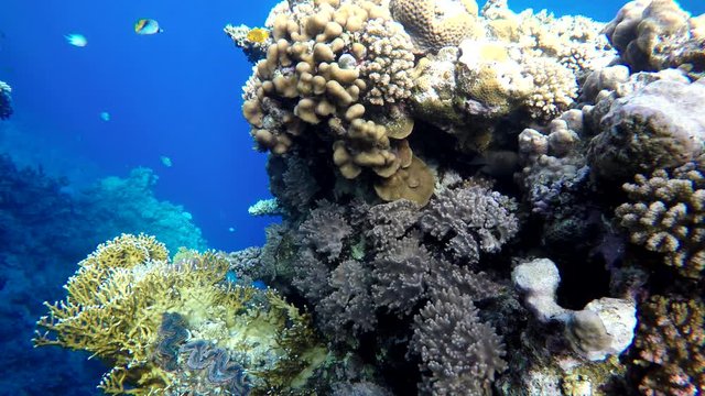 Colorful corals and fish. Tropical fish. Underwater life in the ocean.