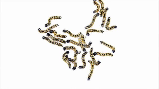 caterpillar macro, Phalera bucephala, Raupe Mondvogel
