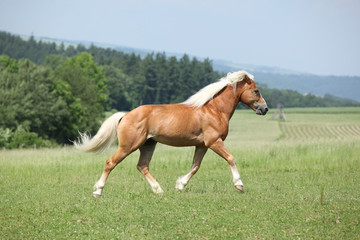 Amazing haflinger running on pasturage