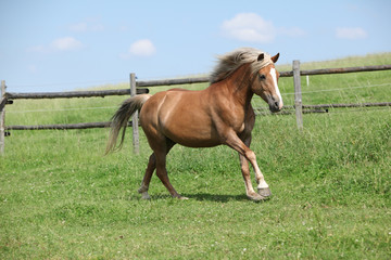 Fototapeta premium Amazing haflinger running on pasturage