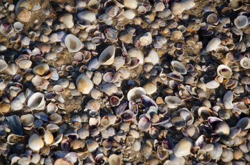 See shell