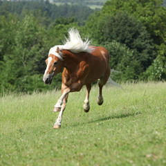 Amazing haflinger jumping on pasturage