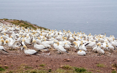 gannets colony at Bonaventure Island Quebec Canada at summer