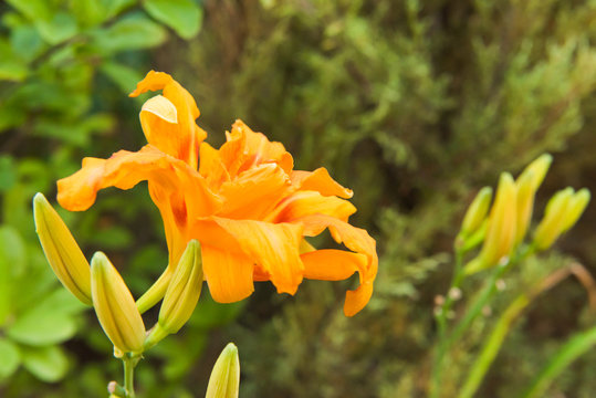 Daylily In The Garden