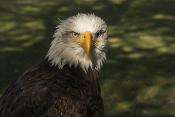 bald eagle