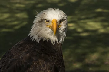 Foto op Plexiglas bald eagle © Gert Hilbink