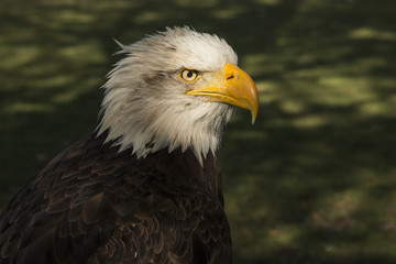 bald eagle