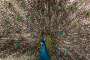 Fototapeta premium Peacock