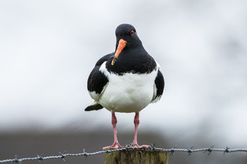 Oyster catcher