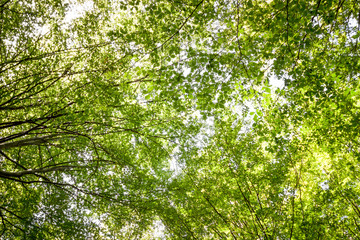 Fototapeta premium Spring forest trees. nature green leaf,wood backgrounds.