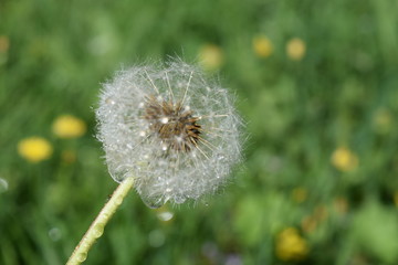 Dandelion