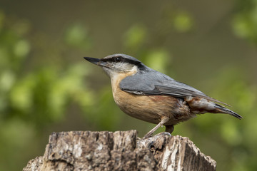 Nuthatch