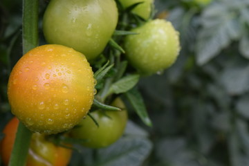 Rainy tomatoes