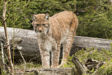 European lynx