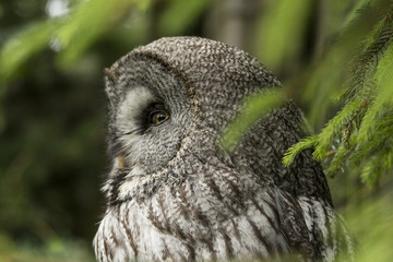 Great grey owl