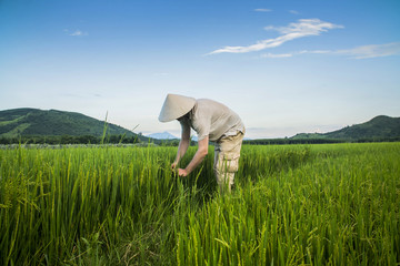 a worker harvests in a rice field in Vietnam