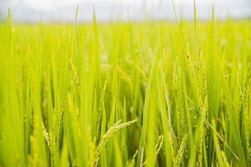 rice field in Vietnam
