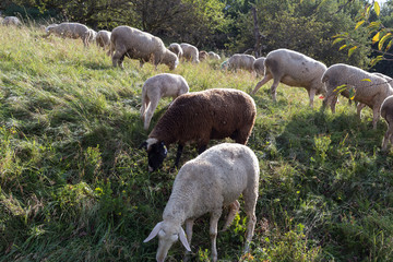 sheeps at august summer time in south germany near stuttgart