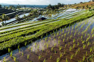 Bali Rice Terraces. The beautiful and dramatic rice fields of Jatiluwih in southeast Bali have been...