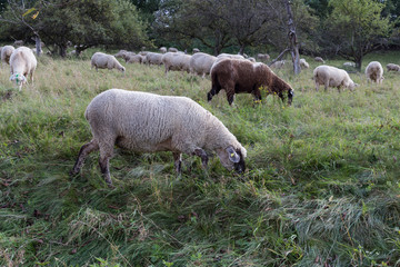sheeps at august summer time in south germany near stuttgart