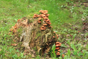Mushrooms on the old stump