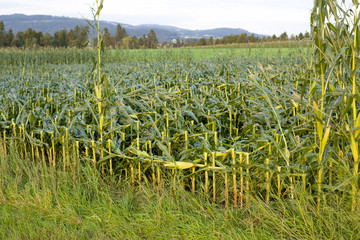 Obraz premium Beschädigtes Maisfeld in Bayern, Deutschland nach einem starken Sturm mit Hagel 