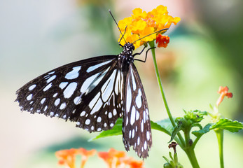 butterfly on a flowers blurred background.