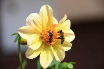 bees on the flower