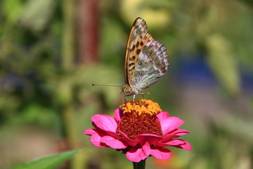 Obraz premium feeding butterfly