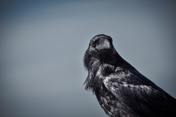 A raven, hunting down it's next meal.