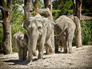Fototapeta premium Elefantenfamilie