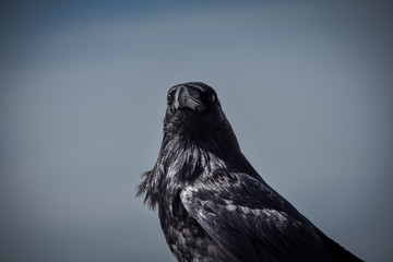 A raven, hunting down it's next meal.